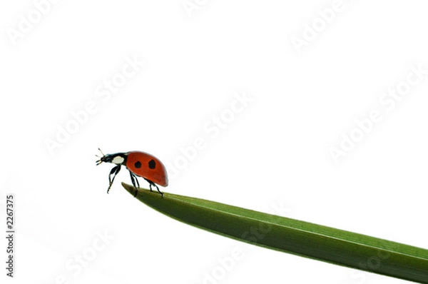 Fototapeta biedronka