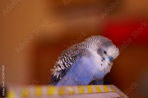 Fototapeta bird in cage