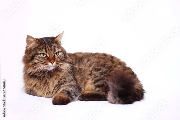 Fototapeta cat on white background