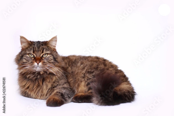 Fototapeta cat on white background
