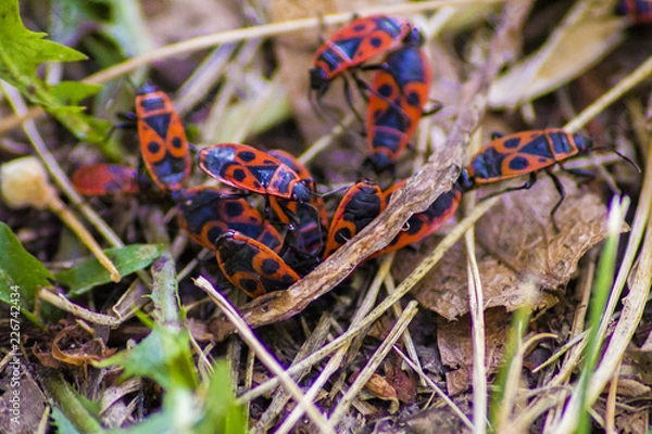 Fototapeta frog in grass