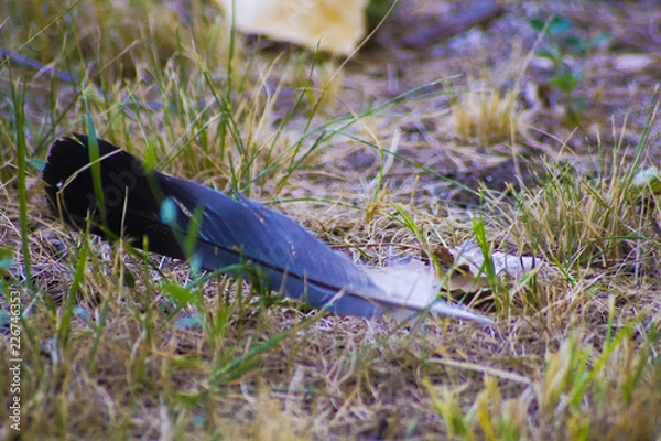 Fototapeta feather in grass