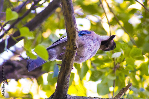 Fototapeta bird on branch