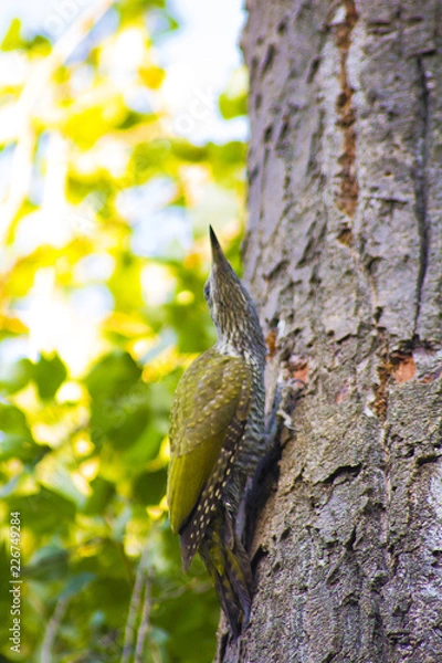 Fototapeta bird on tree