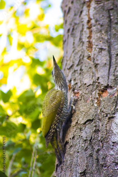 Fototapeta bird on tree