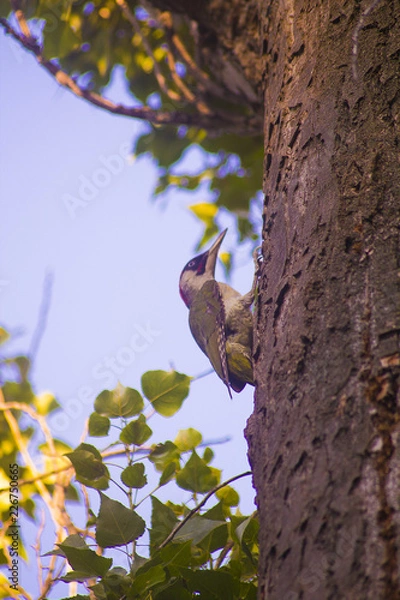 Fototapeta tree in the spring