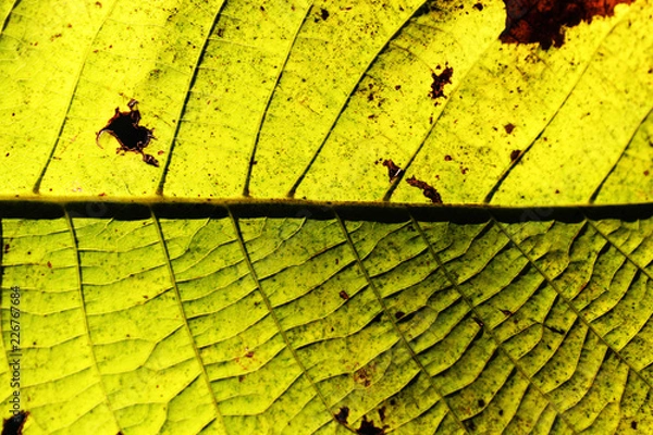 Obraz yellow leaf on a wooden background