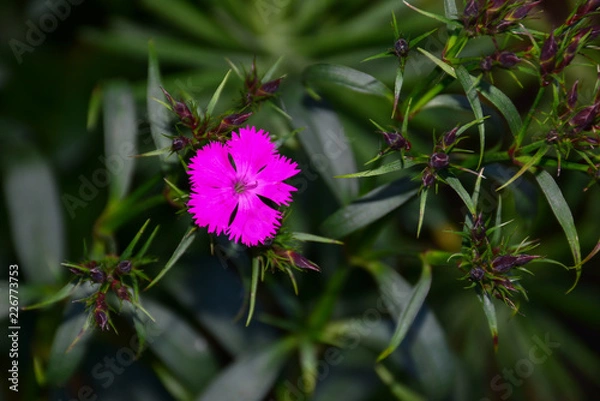 Fototapeta pink flower