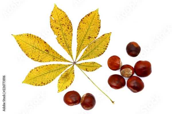 Fototapeta ripe chestnut and leaves close up, isolated
