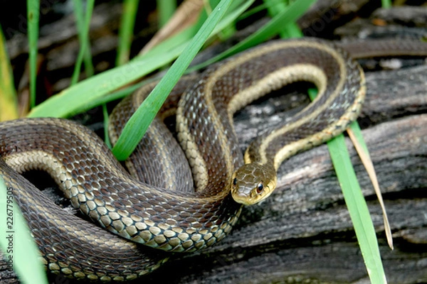 Fototapeta Eastern Garter Snake on Log
