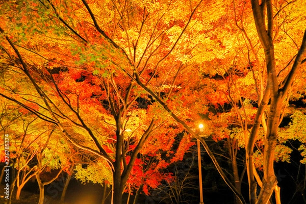 Obraz 京都嵐山嵯峨野トロッコ夜ライトアップ