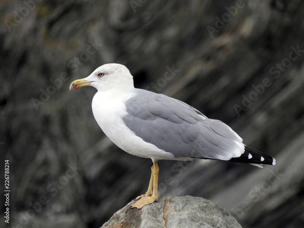 Obraz seagull on the rock