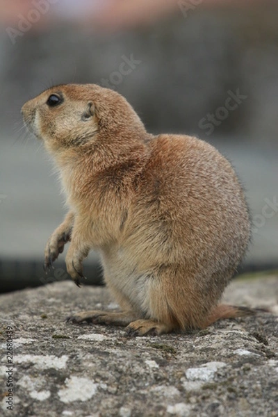 Obraz prairie dog