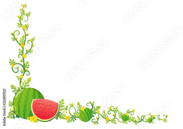 Fototapeta Colorful watermelon with yellow flowers, leaves and vines in frame corner. Vector illustration isolated on white background.