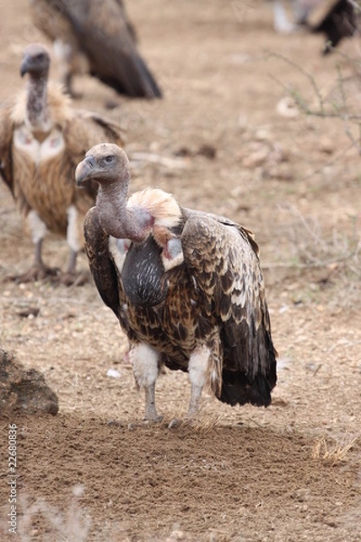 Obraz vulture