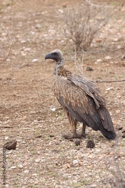 Obraz vulture