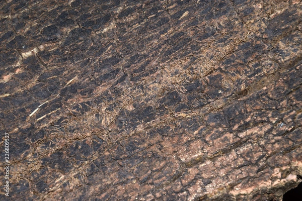 Fototapeta detail shot of old cork bark, peeled cork planks from quercus suber tree dries for later processing