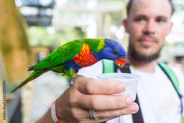 Fototapeta Man with parrots sitting on the shoulder and head