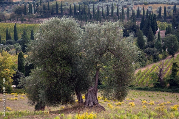 Obraz Panorama toscano
