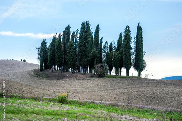 Obraz Cipressi