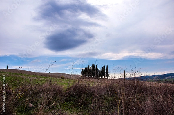 Obraz Cipressi