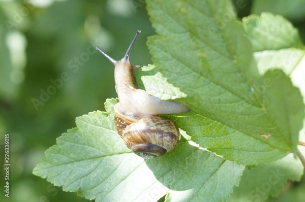 Fototapeta aspiration, shell, overcoming obstacles