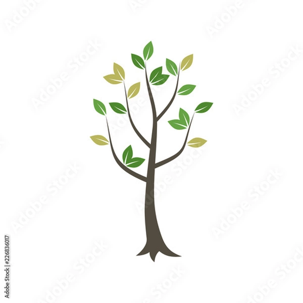Fototapeta Tree wood7