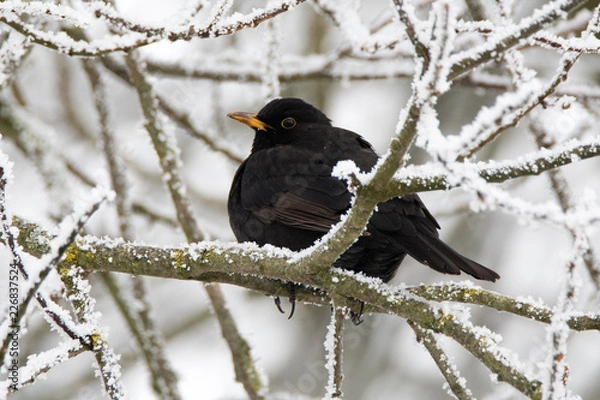 Fototapeta A blackbird in winter, sitting on a snowy and icy branch