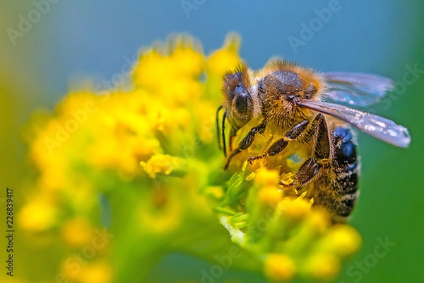 Obraz Small bee on a yellow flower in summer