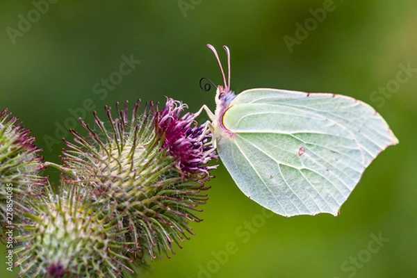 Obraz motyl macro #2