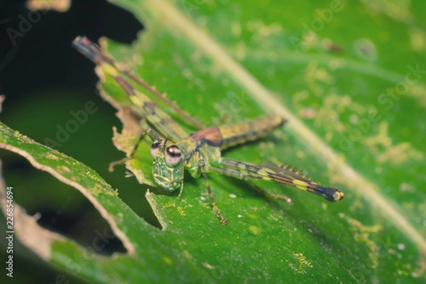 Fototapeta Grashüpfer