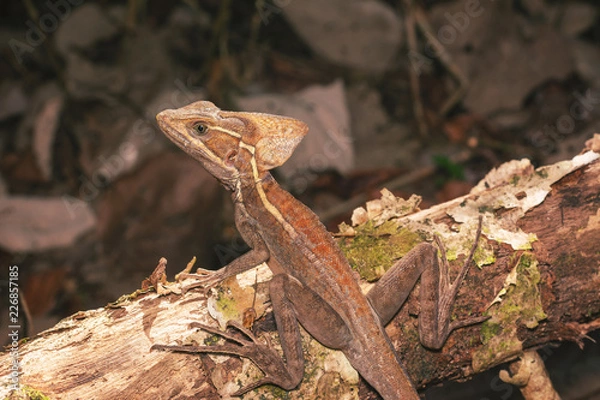 Fototapeta Jesus Christ Eidechse