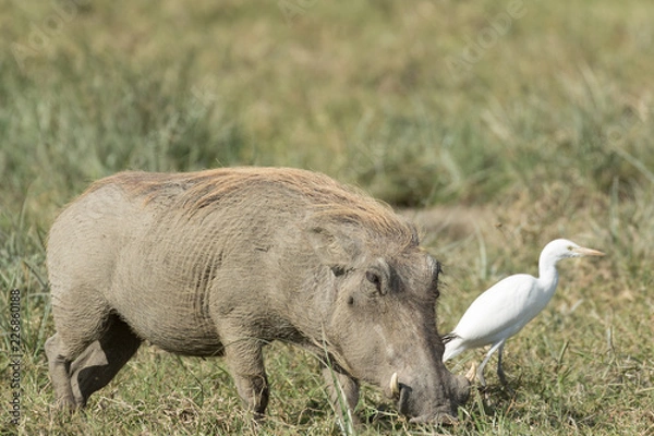 Obraz Wild pig eating