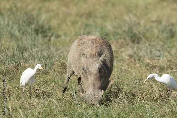 Obraz Wild pig eating