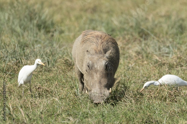 Obraz Wild pig eating