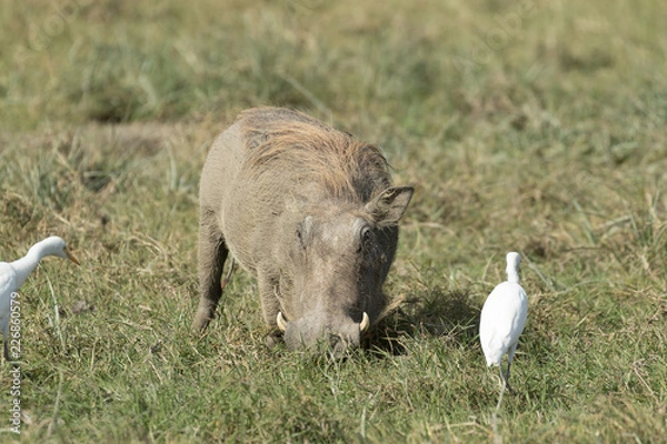 Obraz Wild pig eating