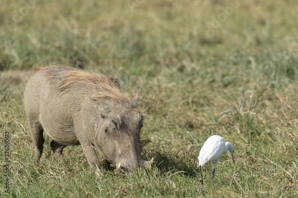 Obraz Wild pig eating