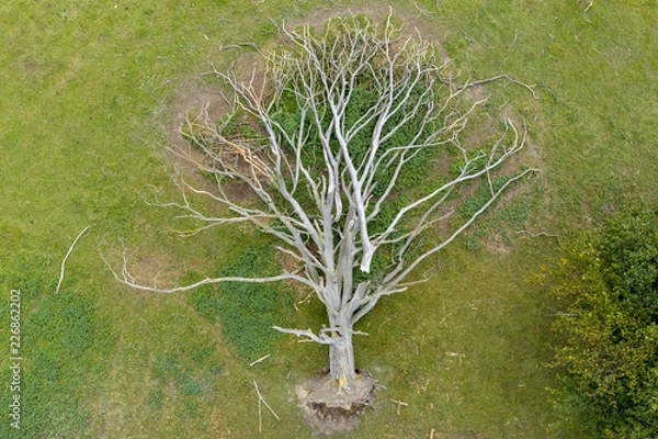 Obraz Oak tree uprooted aerial