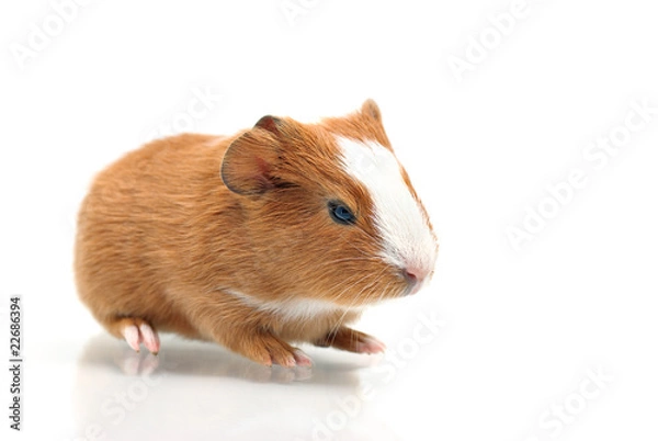 Obraz Little guinea pig