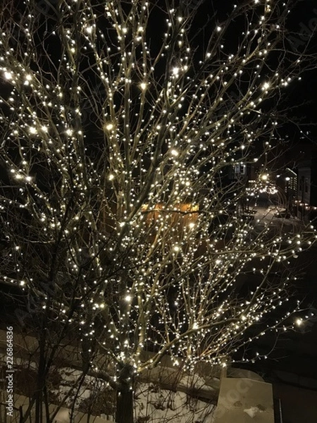 Fototapeta christmas tree