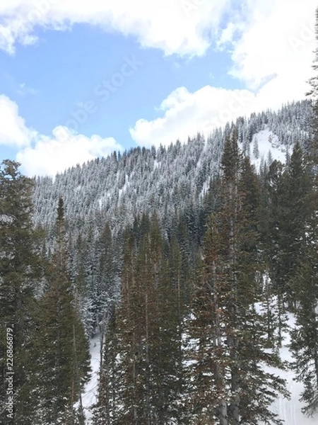 Fototapeta mountain forest