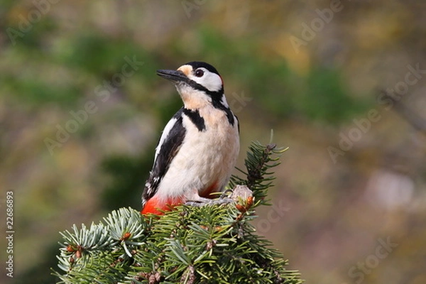 Fototapeta Buntspecht