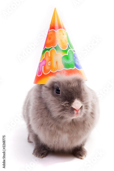 Obraz bunny in a "happy birthday" cap