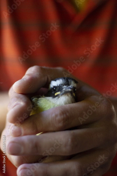 Obraz Bird rescued from a tree