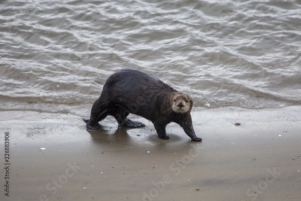 Obraz Moss Landing Otter