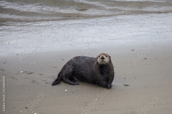 Obraz Moss Landing Otter