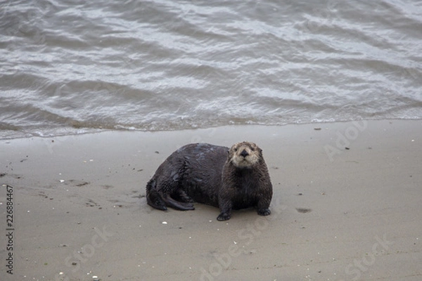 Obraz Moss Landing Otter