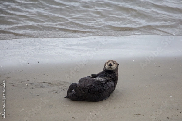 Obraz Moss Landing Otter