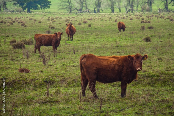 Obraz Cows in the field