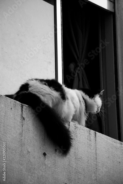 Obraz Cat watching through the window